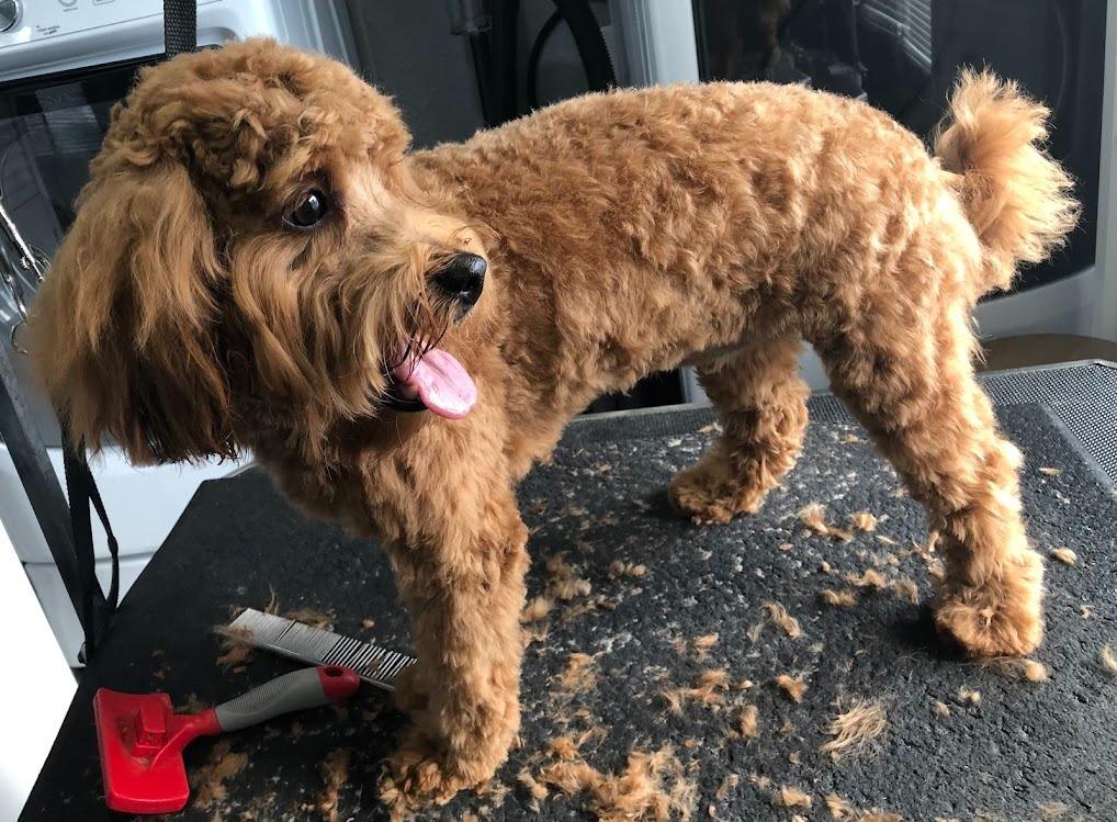 Top Reasons Clear Lake Pet Parents Trust All About Dogs for Complete Canine Care