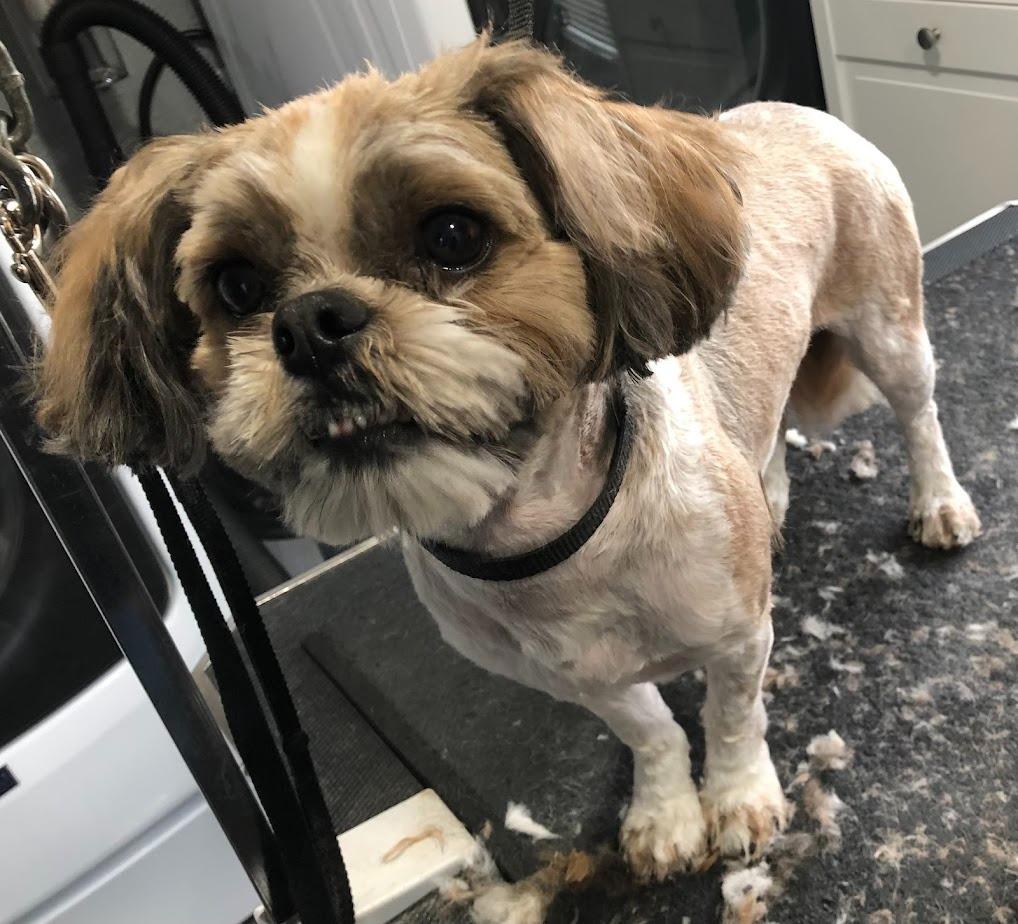 dog paw pad trim in Clear Lake, IA