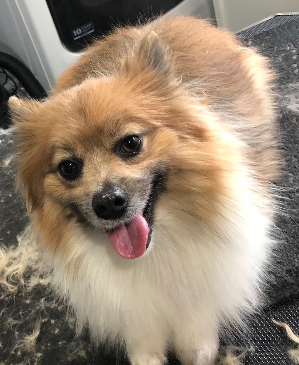 7 Essential Tips for Keeping Your Dog Happy and Healthy in Clear Lake