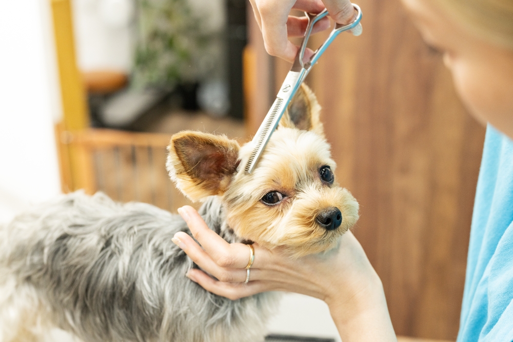 Factors to Consider When Determining How Often to Groom Your Dog