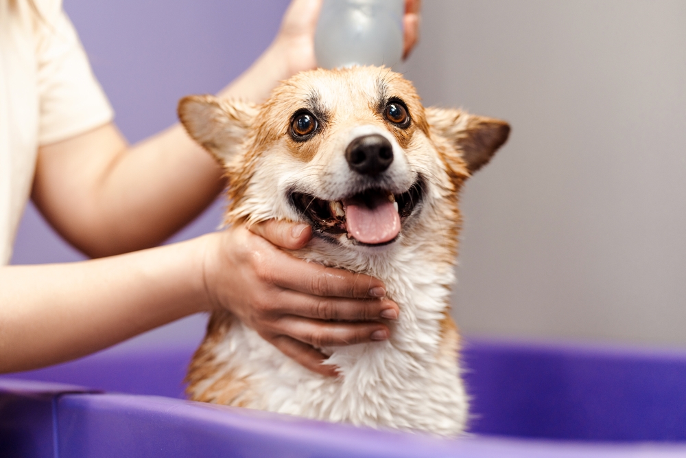 The Benefits of Regular Dog Grooming: Exploring the Physical, Mental, and Emotional Benefits of Regular Grooming for Dogs