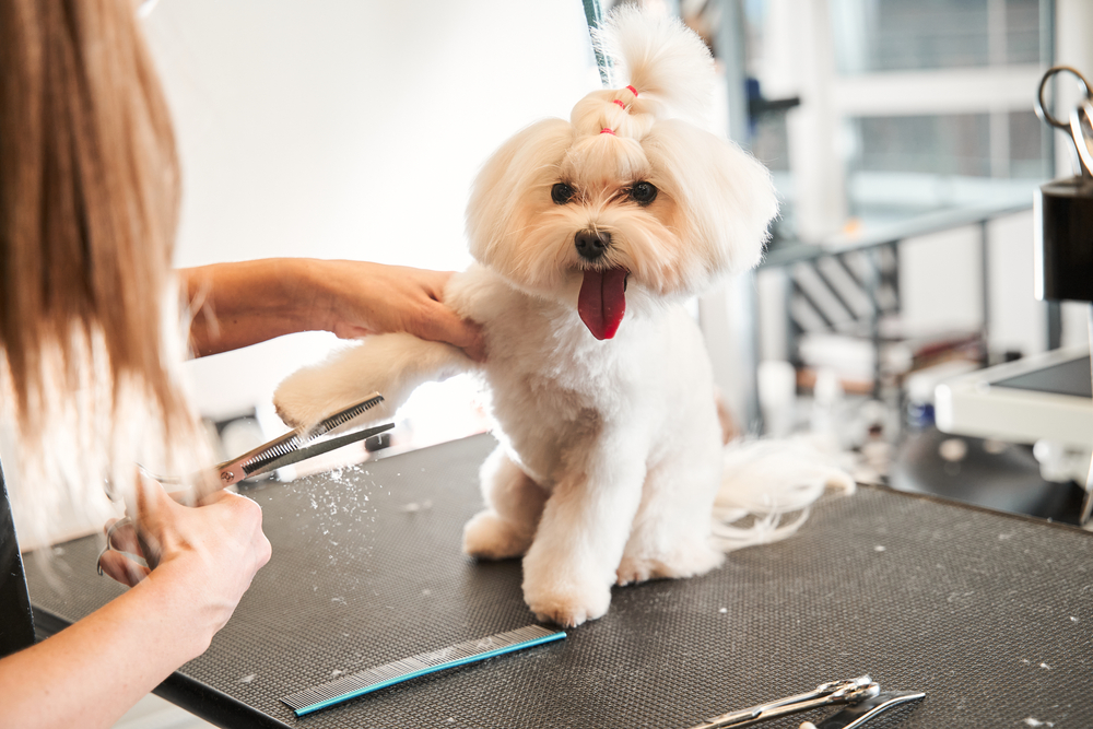 Small Dogs, Big Style: Why Specialized Grooming Matters for Your Little Best Friend